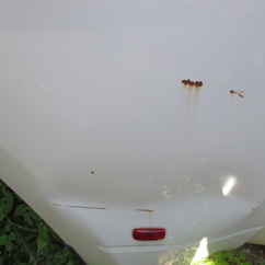 Used Truck Bed only 99-18 Ram 0 8 ft OEM Long Bed Dual Rear Wheel